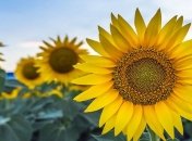 Прогноз погоды на неделю: когда в Украину вернется жара