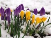 Очень ранняя весна