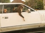 Не стоит скучать в жаркий летний день: смешная подборка картинок 