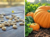 Перед посадкою насіння гарбуза потрібно замочити або проростити