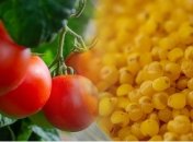 Чем подкармливать томаты