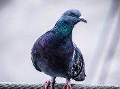 В Австралии почти три недели выясняли, нужно ли казнить голубя: детали курьезной истории