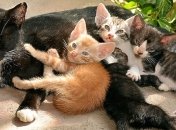  В Киеве на Троещине пьяный мужчина выбросил из окна высотки кошку с котятами: живодеру грозит срок (фото)