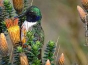 В Эквадоре был обнаружен новый вид колибри 