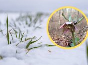 Чемерник красный