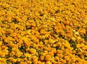 Прогноз погоды на 23 августа: будет солнечно по всей территории