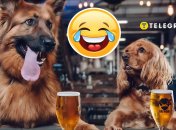 Пиво для собак