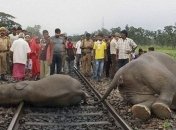 В Индии под поезд попало стадо слонов