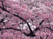 На Закарпатье уже цветет сакура