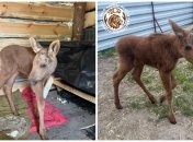 Лосенка вывезли из зоны отчуждения