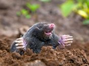 Кроты также могут переносить паразитов, таких как клещи, блохи