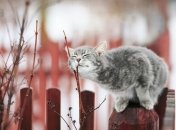 Для деяких знаків Зодіаку березень буде дуже успішним