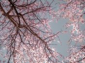 У Токіо почала рано цвісти сакура