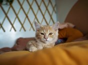 Домашні коти потребують чимало уваги