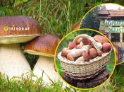 Грибы Закарпатья