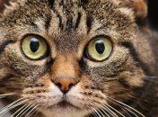 У жительницы Челябинска не могут отобрать кошку даже через суд