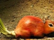 Работы графических дизайнеров, которые соединили растения и животных