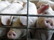 Африканская чума свиней зафиксирована еще в двух регионах