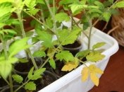 Чому жовтіє розсада помідорів - причини