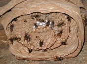 МЧС спасло жителя Тернопольщины от нашествия шершней