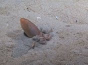 Обнаружен архитекторский дар осьминогов (Видео)