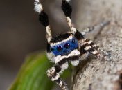 Австралийский биолог обнаружил новый вид пауков (Видео)