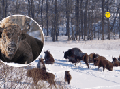 Бродовская группа зубров