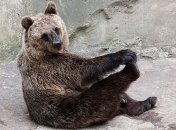 Зима пришла: медведи Менского зоопарка впадают в спячку