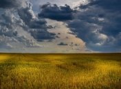 Грозит ли украинцам дефицит пшеницы? Министр экономики развеял слухи