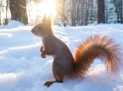 До кінця тижня в Україні місцями буде до +11 тепла