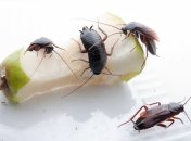 Тараканы – очень неприятная, но решаемая проблема