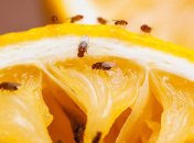 Мошки на кухні