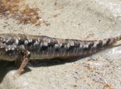 Ученые доказали возможность перемещения рыб по суше