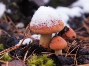 Прогноз погоды в Украине на 26 ноября: местами ожидаются дожди со снегом 