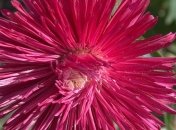 Астронавт сообщил, что на МКС завяли выросшие астры-циннии