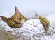 Любопытные, спортивные и кусающиеся: самые уморительные приколы и мемы с котами за неделю (фото, видео)