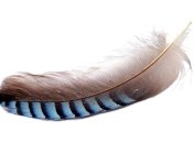 11 декабря 2015. Примета дня. Ищите сойку!