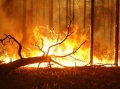 "Вашингтонский обком работает": в РФ в лесных пожарах обвинили США 