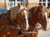 Ілюстраційне фото