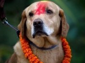 Лабрадоры признаны самой популярной в США породой собак