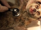 Арабы пытались провезти контрабандных животных в нижнем белье