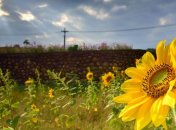 Украина в августе произвела почти 70 тысяч тонн масла