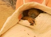 Австралия в огне: местные жители героически спасают коал (Видео)