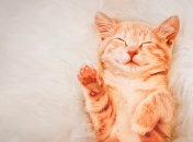 Названо щасливчиків літа 2023 року