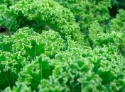 Самый витаминный овощ