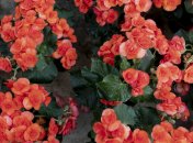 Какие цветы зимой дарить не стоит