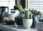 И польза, и красиво: 8 растений, которые необходимы на вашей кухне