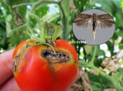 Томатна мінуюча міль або томатна муха