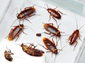 Студенты страдают от ужасных условий в общежитии учебного заведения