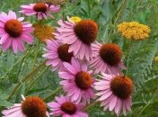 Прогноз погоды на 18 августа: на западе ожидаются сильные дожди